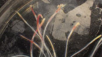 Media type: image;   Invertebrate Zoology 153120 Description: live specimen;